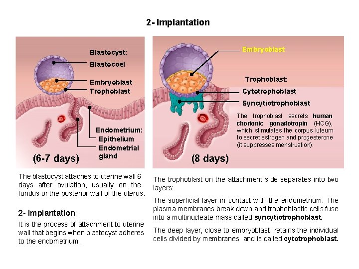2 - Implantation Embryoblast Blastocyst: Blastocoel Trophoblast: Embryoblast Trophoblast Cytotrophoblast Syncytiotrophoblast (6 -7 days) 2 - Implantation Embryoblast Blastocyst: Blastocoel Trophoblast: Embryoblast Trophoblast Cytotrophoblast Syncytiotrophoblast (6 -7 days)