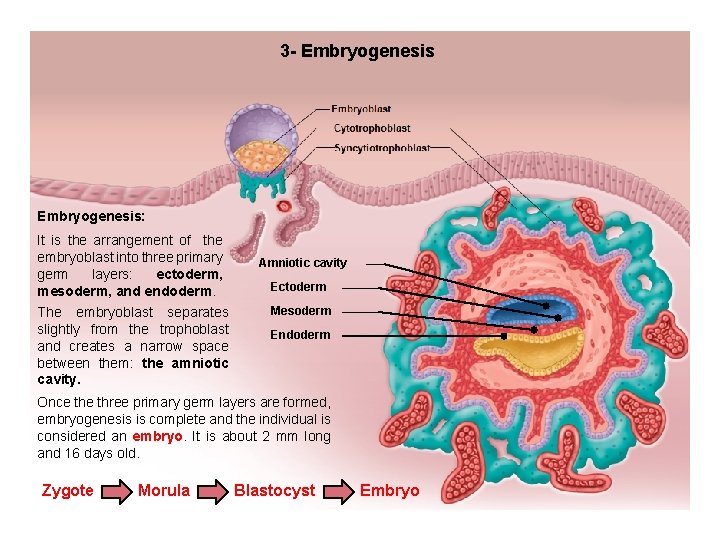 3 - Embryogenesis: It is the arrangement of the embryoblast into three primary germ 3 - Embryogenesis: It is the arrangement of the embryoblast into three primary germ