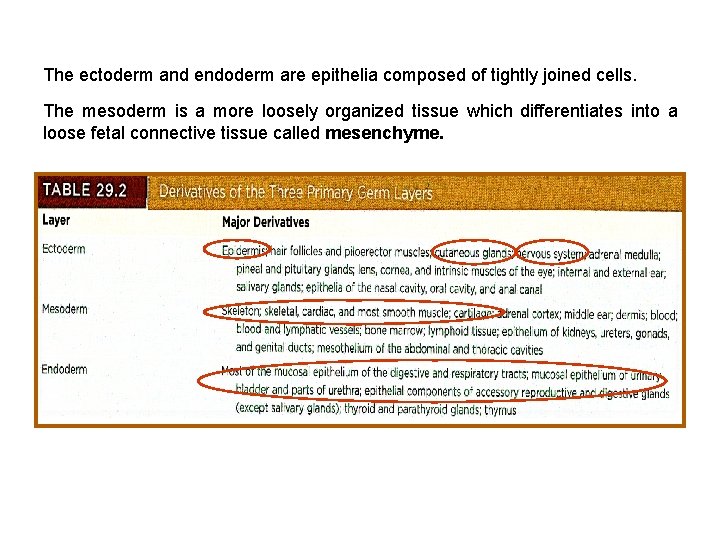 The ectoderm and endoderm are epithelia composed of tightly joined cells. The mesoderm is The ectoderm and endoderm are epithelia composed of tightly joined cells. The mesoderm is