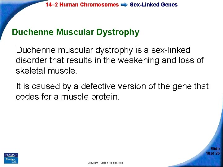 14– 2 Human Chromosomes Sex-Linked Genes Duchenne Muscular Dystrophy Duchenne muscular dystrophy is a