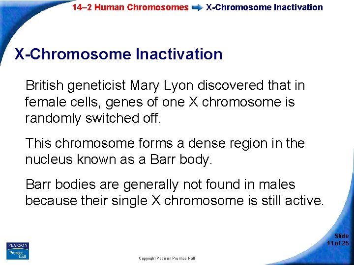 14– 2 Human Chromosomes X-Chromosome Inactivation British geneticist Mary Lyon discovered that in female