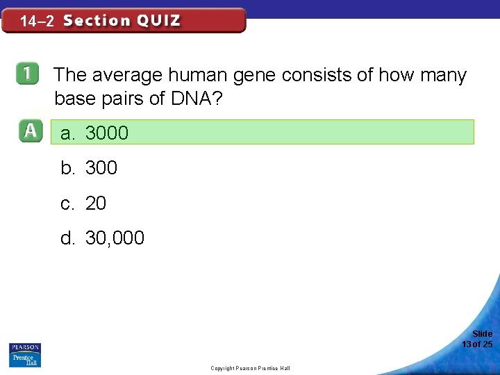 14– 2 The average human gene consists of how many base pairs of DNA?