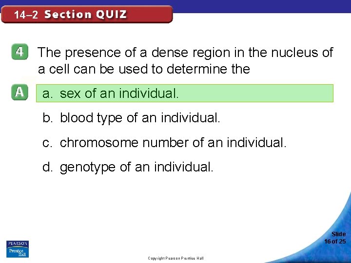 14– 2 The presence of a dense region in the nucleus of a cell