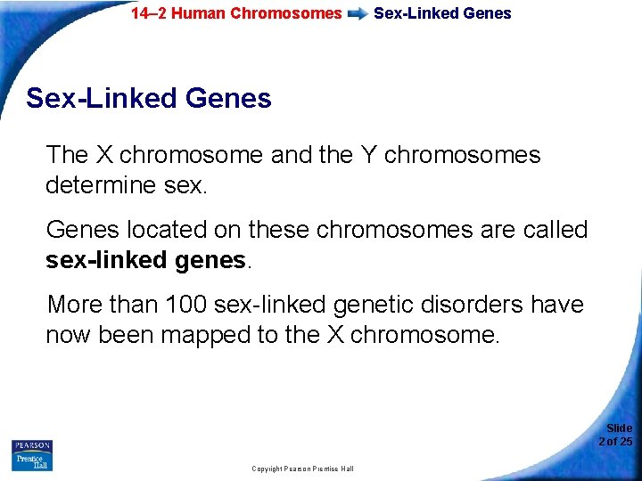 14– 2 Human Chromosomes Sex-Linked Genes The X chromosome and the Y chromosomes determine