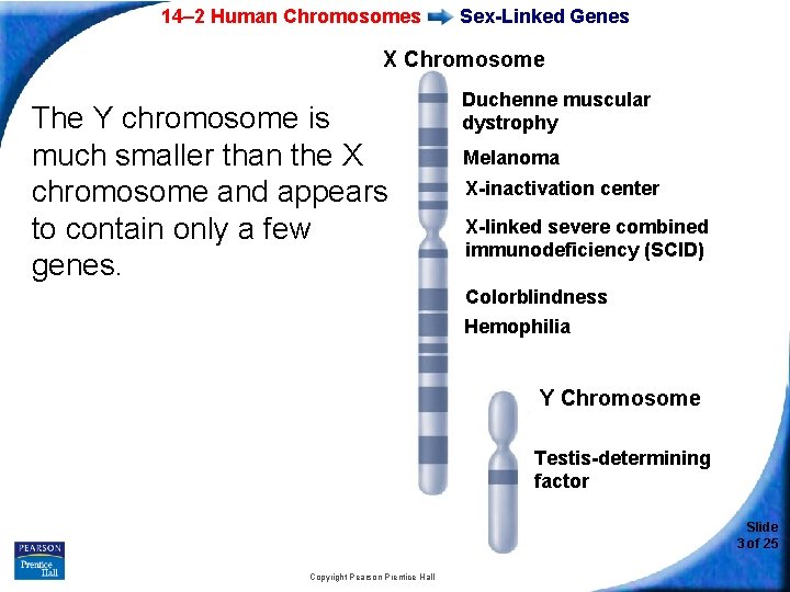 14– 2 Human Chromosomes Sex-Linked Genes X Chromosome The Y chromosome is much smaller