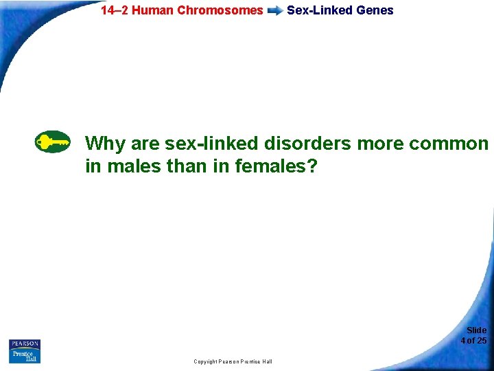 14– 2 Human Chromosomes Sex-Linked Genes Why are sex-linked disorders more common in males