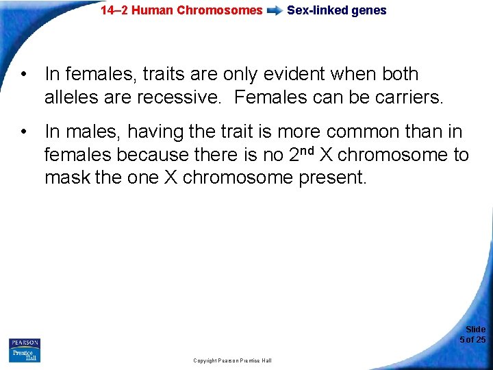 14– 2 Human Chromosomes Sex-linked genes • In females, traits are only evident when