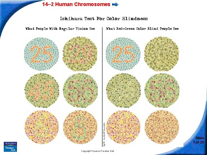 14– 2 Human Chromosomes Slide 7 of 25 Copyright Pearson Prentice Hall 