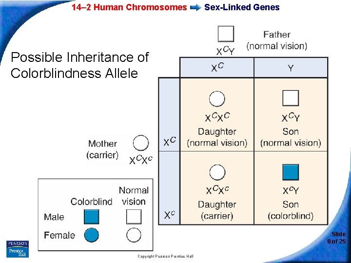 14– 2 Human Chromosomes Sex-Linked Genes Possible Inheritance of Colorblindness Allele Slide 8 of
