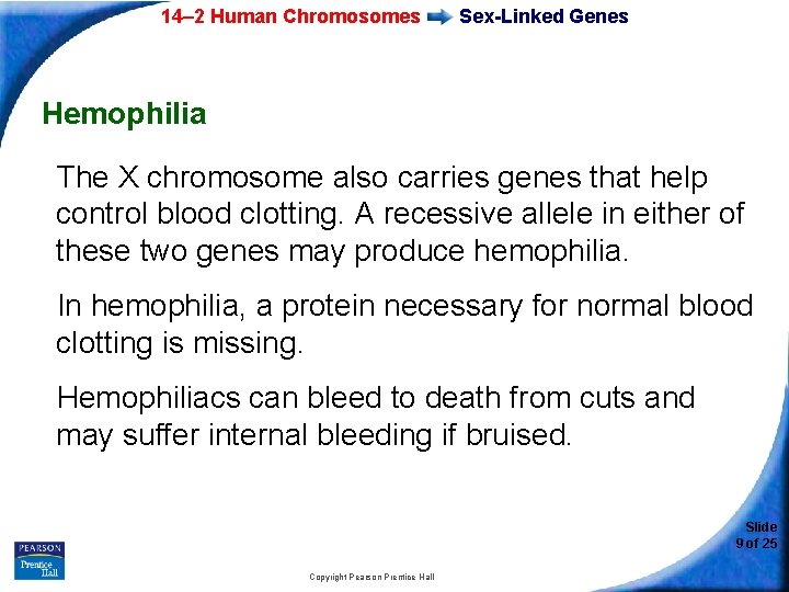 14– 2 Human Chromosomes Sex-Linked Genes Hemophilia The X chromosome also carries genes that