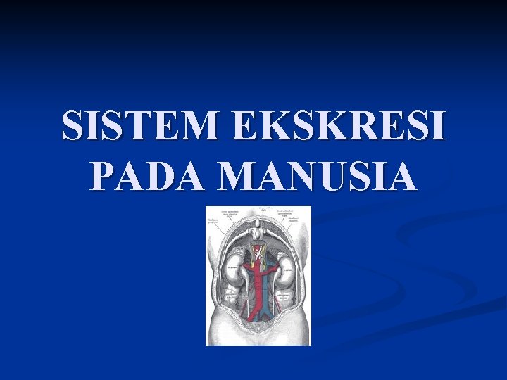 SISTEM EKSKRESI PADA MANUSIA 