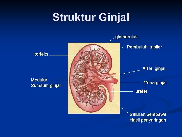 Struktur Ginjal glomerulus Pembuluh kapiler korteks Arteri ginjal Medula/ Sumsum ginjal Vena ginjal ureter