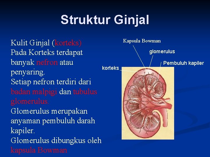 Struktur Ginjal Kulit Ginjal (korteks) Pada Korteks terdapat banyak nefron atau korteks penyaring. Setiap