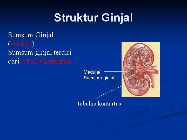 Struktur Ginjal Sumsum Ginjal (medula) Sumsum ginjal terdiri dari tubulus konturtus Medula/ Sumsum ginjal