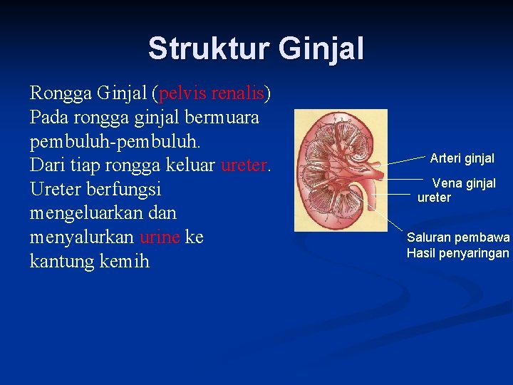 Struktur Ginjal Rongga Ginjal (pelvis renalis) Pada rongga ginjal bermuara pembuluh-pembuluh. Dari tiap rongga