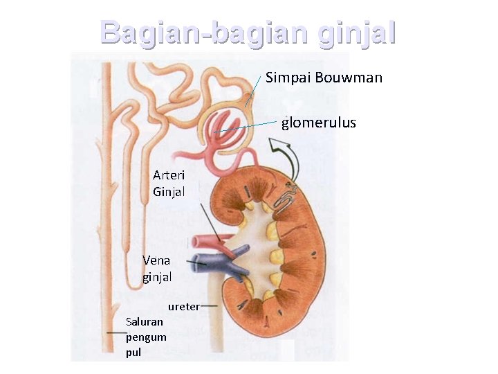 Bagian-bagian ginjal Simpai Bouwman glomerulus Arteri Ginjal Vena ginjal ureter Saluran pengum pul 