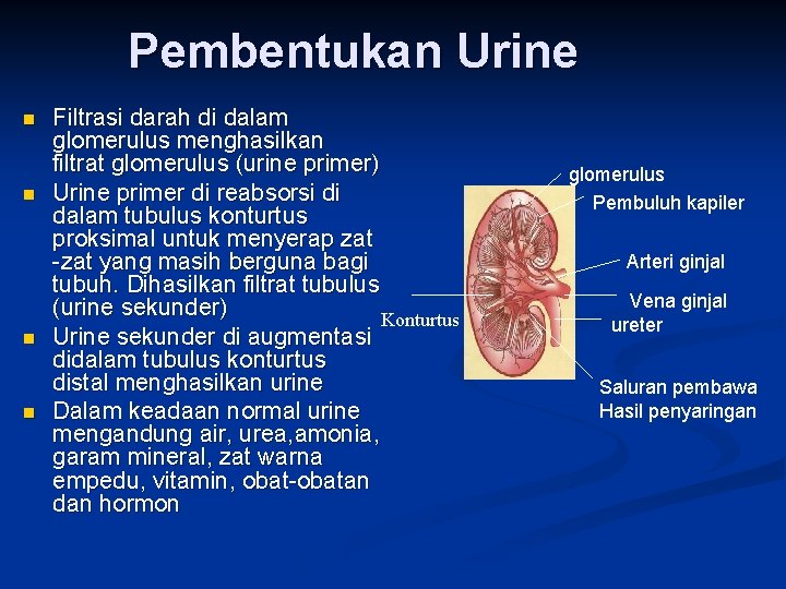 Pembentukan Urine n n Filtrasi darah di dalam glomerulus menghasilkan filtrat glomerulus (urine primer)