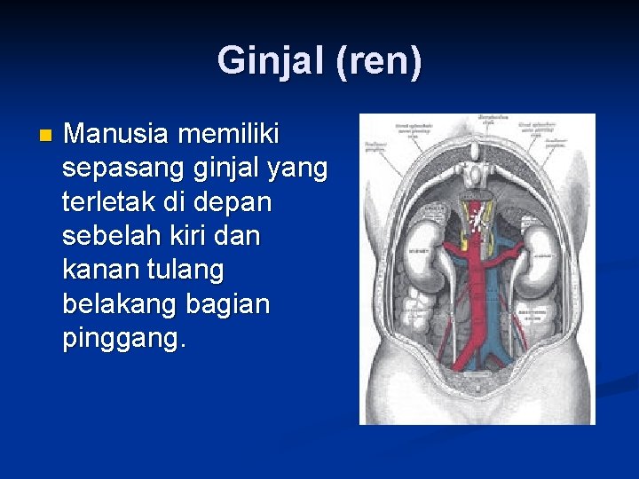 Ginjal (ren) n Manusia memiliki sepasang ginjal yang terletak di depan sebelah kiri dan