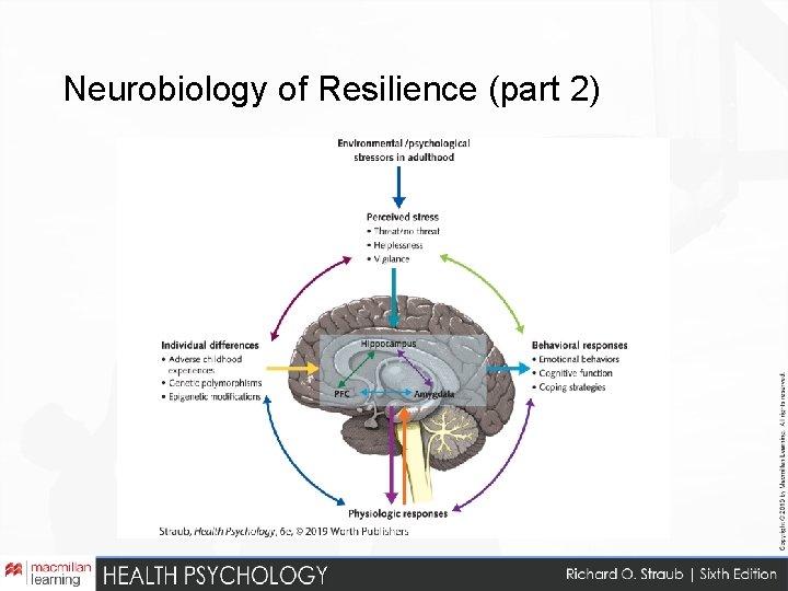 Neurobiology of Resilience (part 2) 