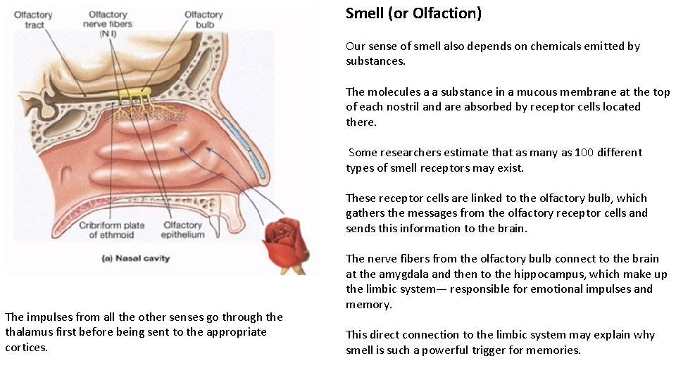 Smell (or Olfaction) Our sense of smell also depends on chemicals emitted by substances.
