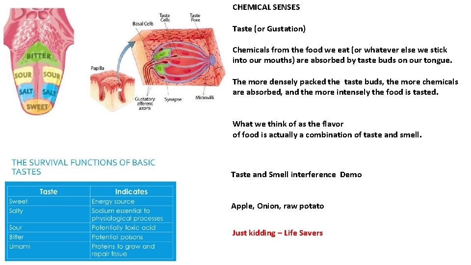 CHEMICAL SENSES Taste (or Gustation) Chemicals from the food we eat (or whatever else