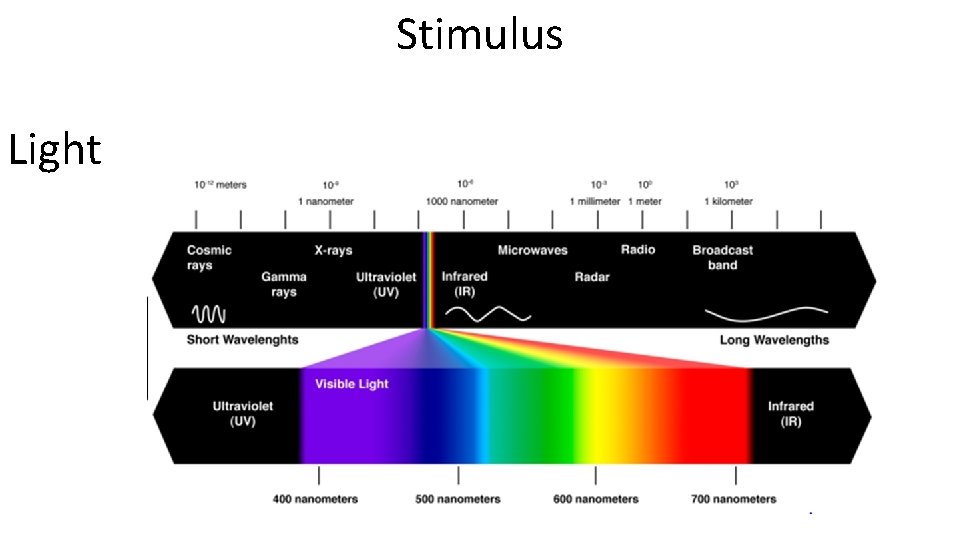 Stimulus Light 