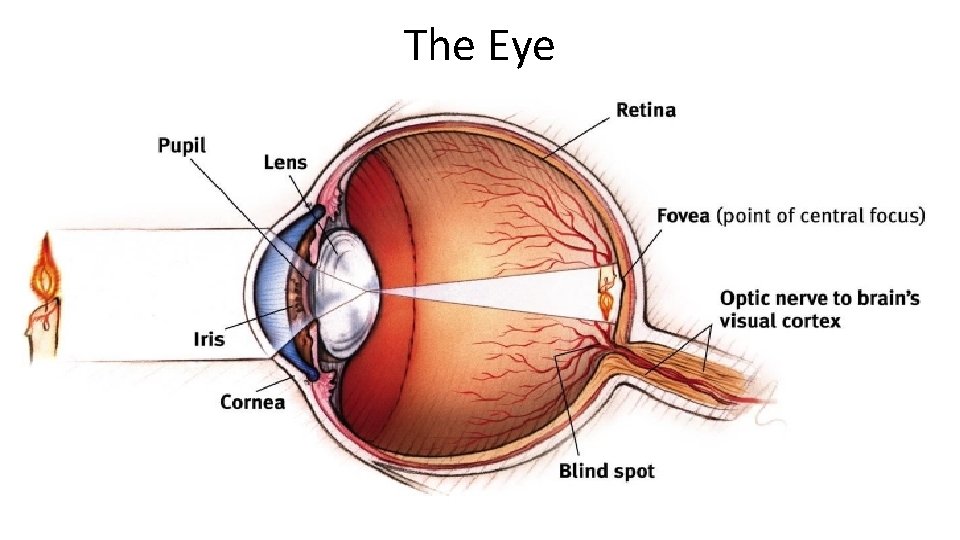 The Eye 