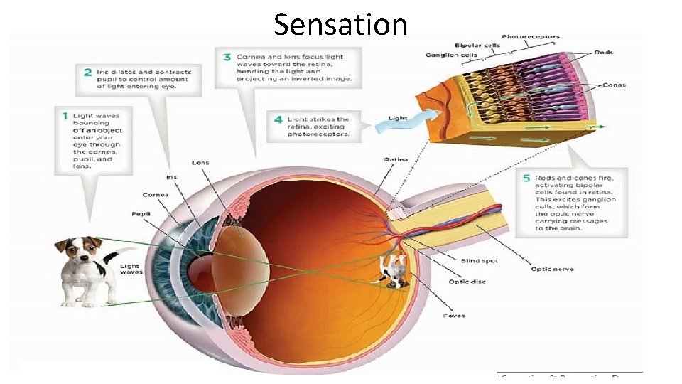 Sensation 