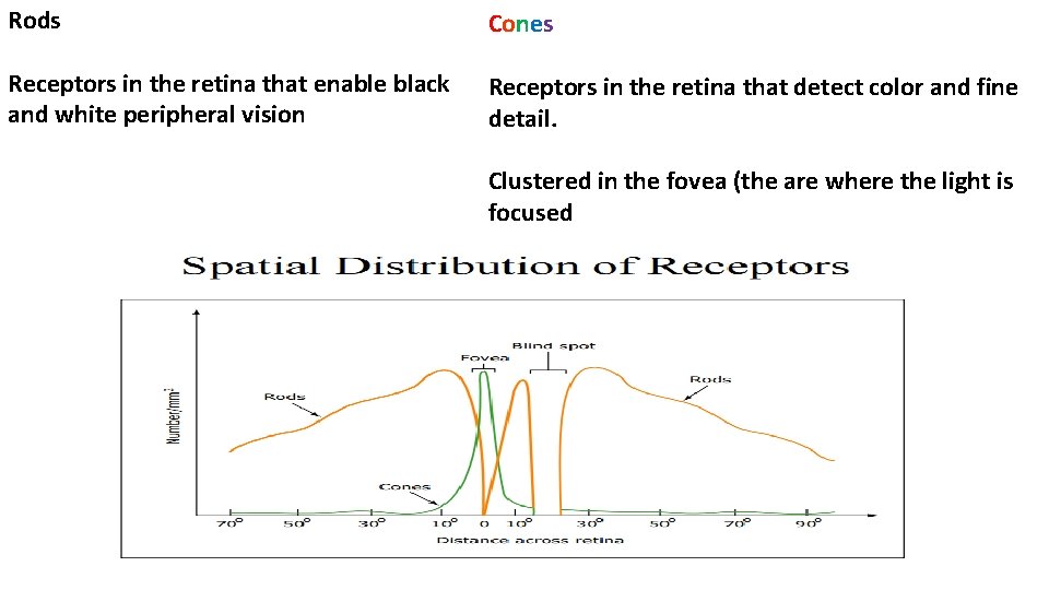Rods Cones Receptors in the retina that enable black and white peripheral vision Receptors