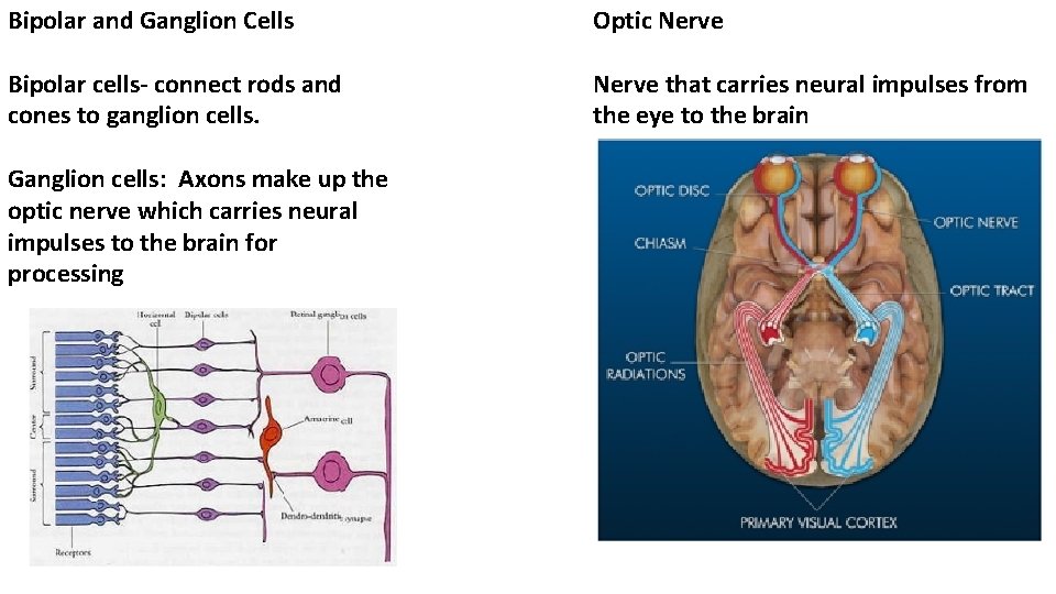 Bipolar and Ganglion Cells Optic Nerve Bipolar cells- connect rods and cones to ganglion
