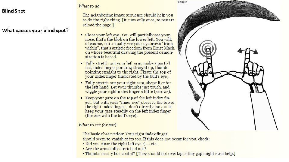 Blind Spot What causes your blind spot? 