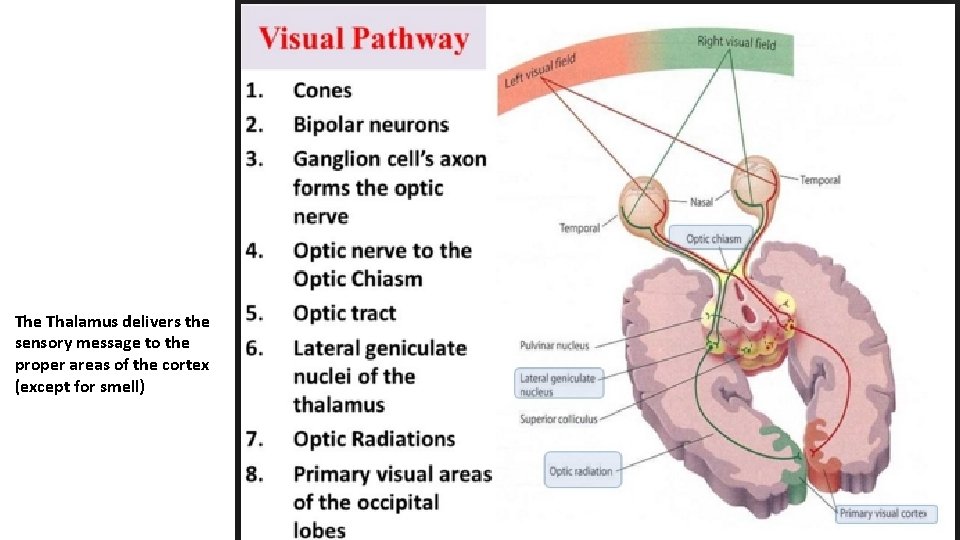 The Thalamus delivers the sensory message to the proper areas of the cortex (except