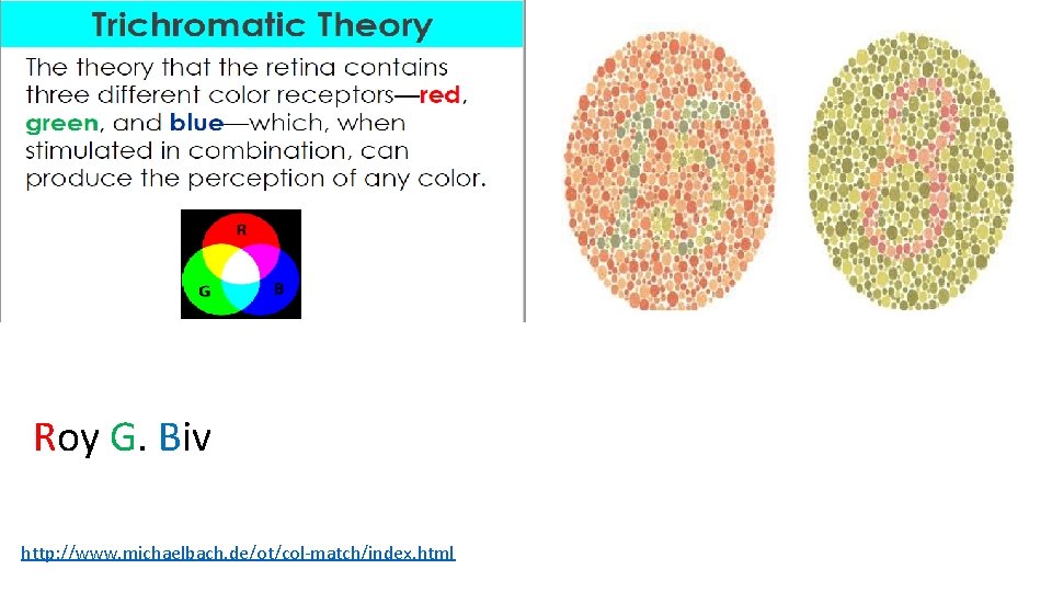 Roy G. Biv http: //www. michaelbach. de/ot/col-match/index. html 