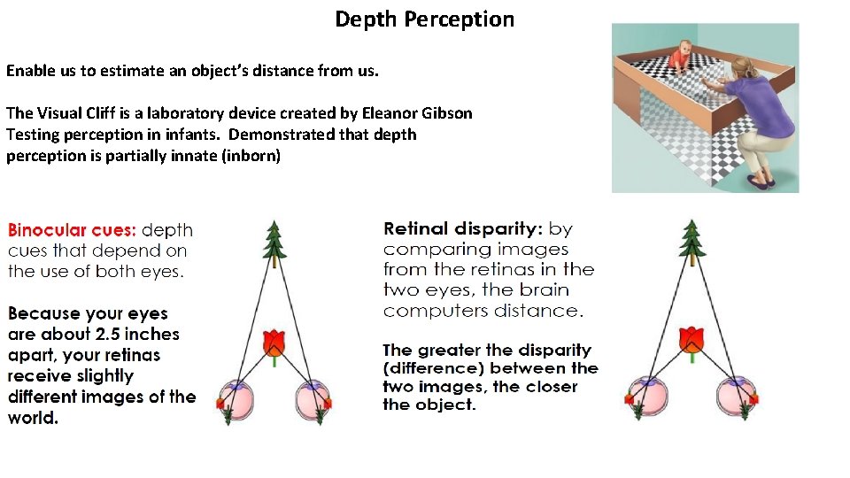 Depth Perception Enable us to estimate an object’s distance from us. The Visual Cliff