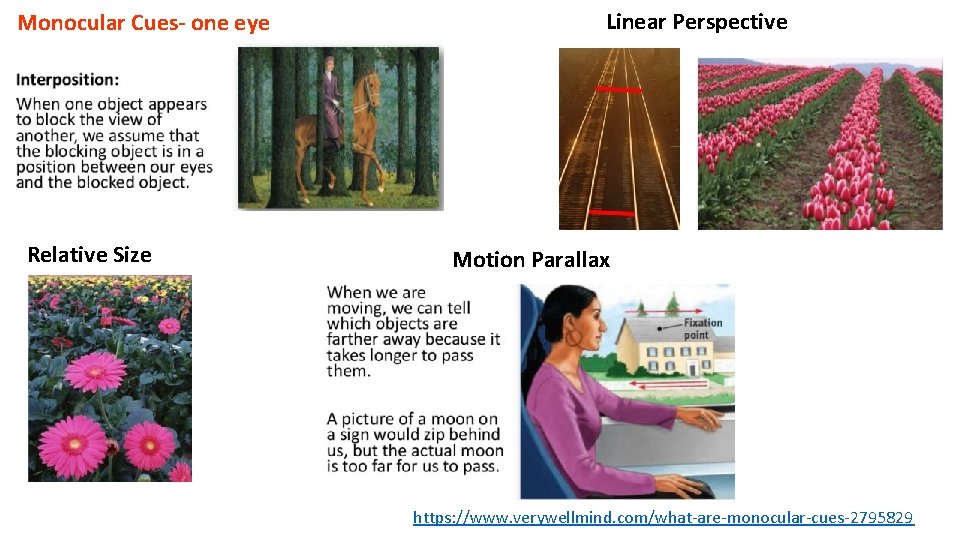 Monocular Cues- one eye Relative Size Linear Perspective Motion Parallax https: //www. verywellmind. com/what-are-monocular-cues-2795829