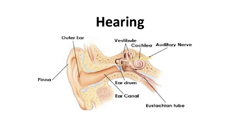 Hearing 