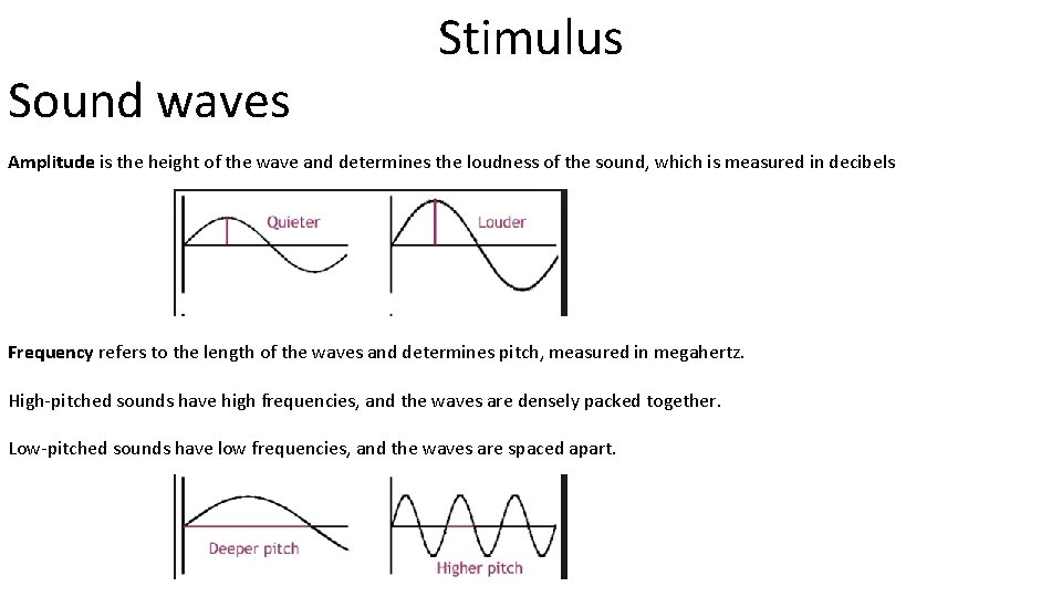 Sound waves Stimulus Amplitude is the height of the wave and determines the loudness