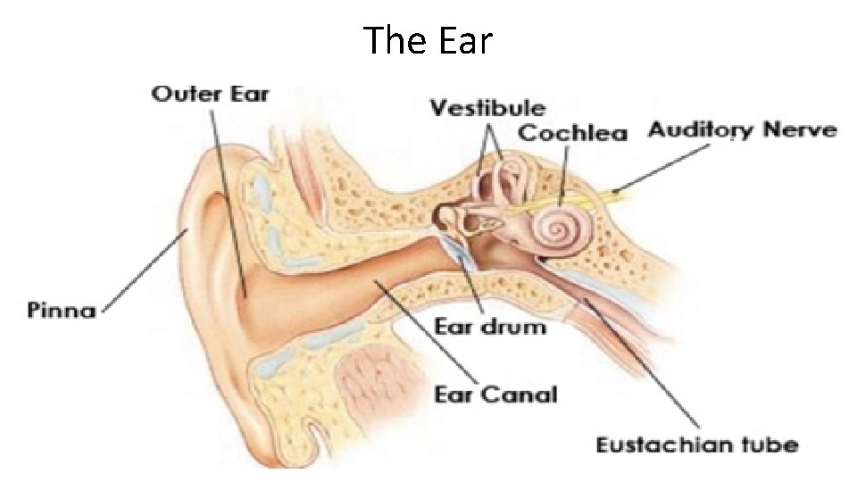 The Ear 