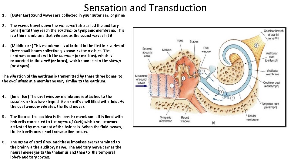 Sensation and Transduction 1. (Outer Ear) Sound waves are collected in your outer ear,