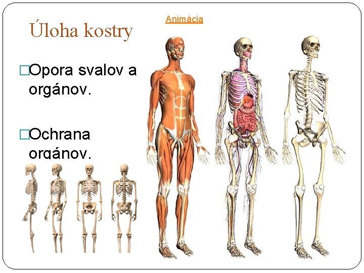 Úloha kostry �Opora svalov a orgánov. �Ochrana orgánov. Animácia 