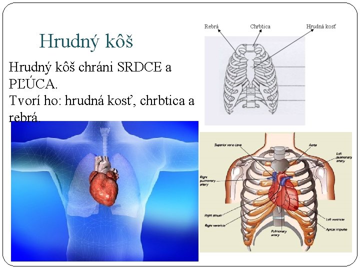 Hrudný kôš chráni SRDCE a PĽÚCA. Tvorí ho: hrudná kosť, chrbtica a rebrá. 