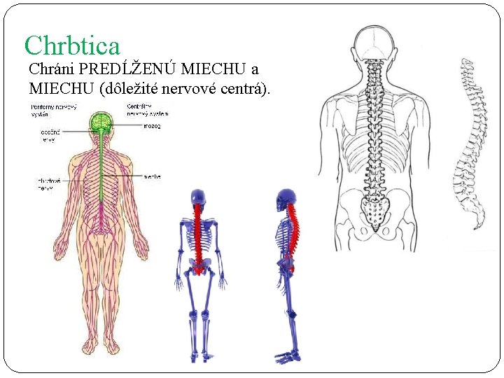 Chrbtica Chráni PREDĹŽENÚ MIECHU a MIECHU (dôležité nervové centrá). 
