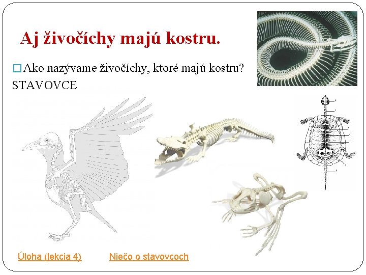 Aj živočíchy majú kostru. � Ako nazývame živočíchy, ktoré majú kostru? STAVOVCE Úloha (lekcia