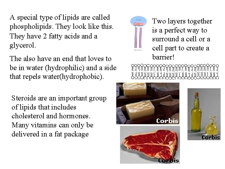 A special type of lipids are called phospholipids. They look like this. They have