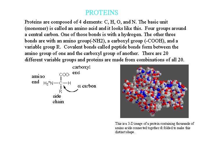 PROTEINS Proteins are composed of 4 elements: C, H, O, and N. The basic