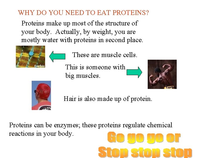 WHY DO YOU NEED TO EAT PROTEINS? Proteins make up most of the structure