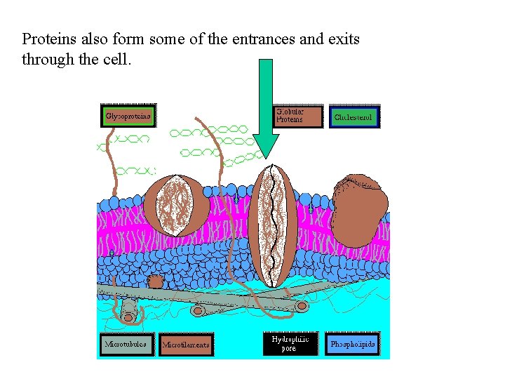 Proteins also form some of the entrances and exits through the cell. 