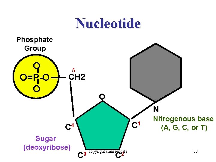 Nucleotide Phosphate Group O O=P-O O 5 CH 2 O N C 1 C