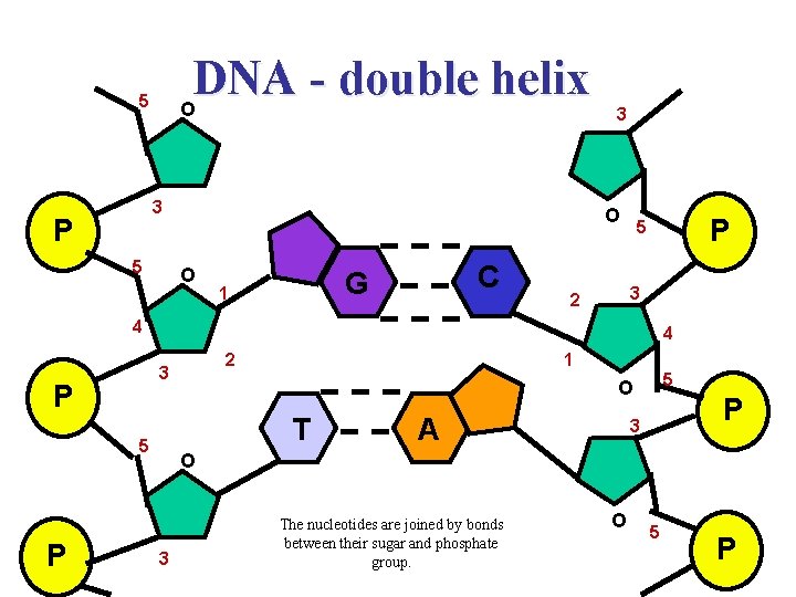 DNA double helix O 5 3 P 5 3 O O C G 1
