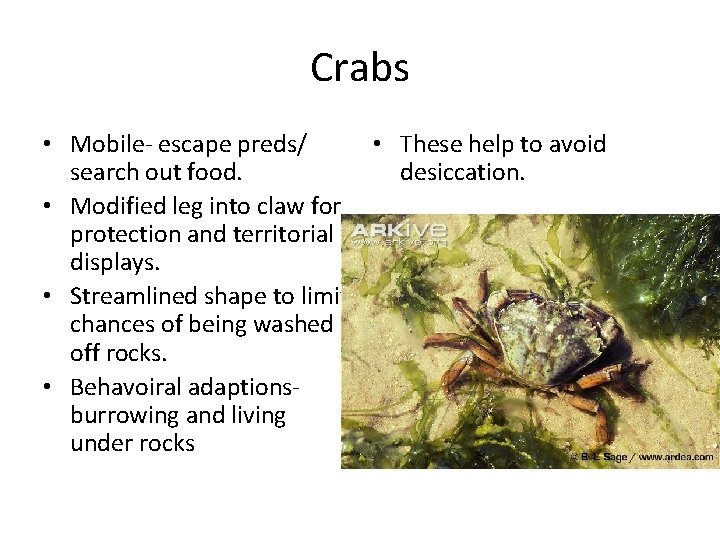Crabs • Mobile- escape preds/ • These help to avoid search out food. desiccation.